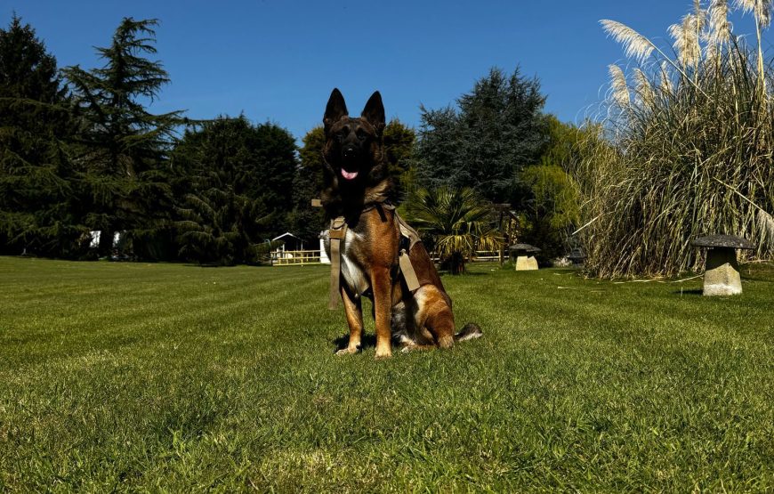 Room Park Hotel –  Lodge